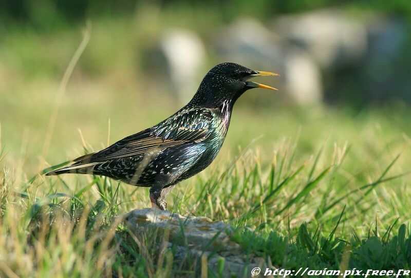 Étourneau sansonnetadulte, identification