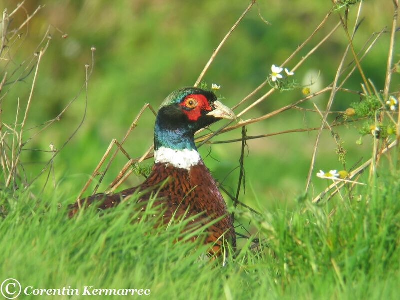 Common Pheasant male adult post breeding