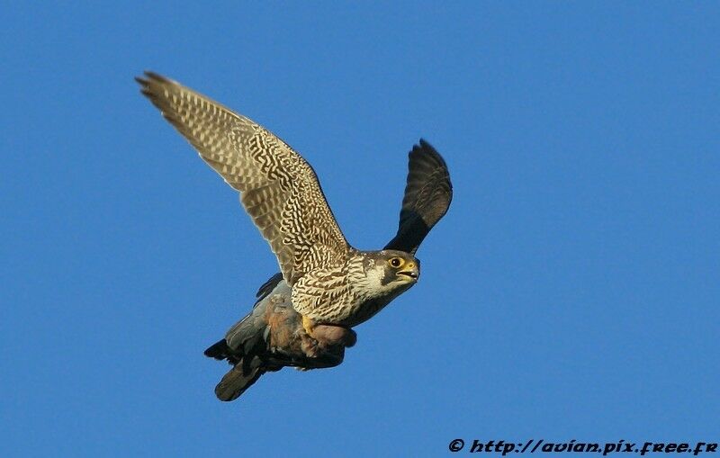 Peregrine Falconadult post breeding, identification