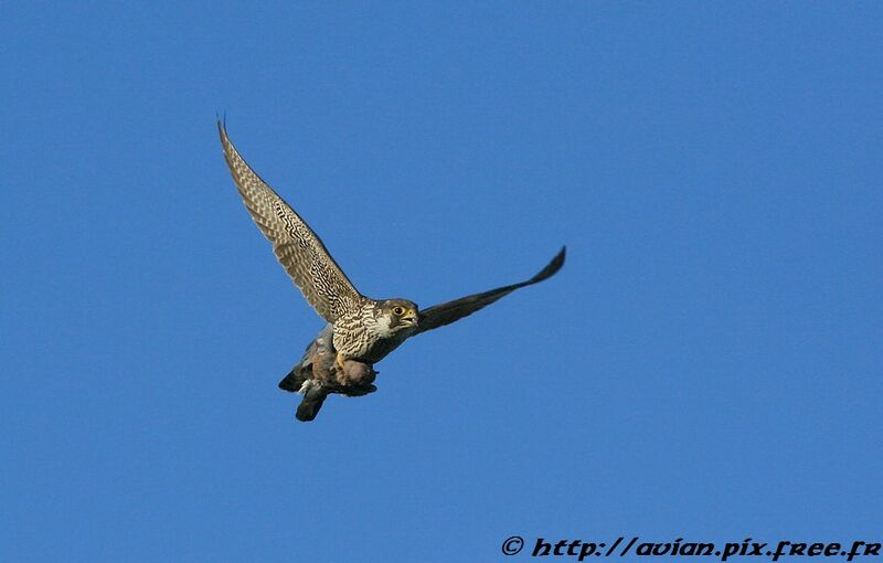 Peregrine Falconadult post breeding