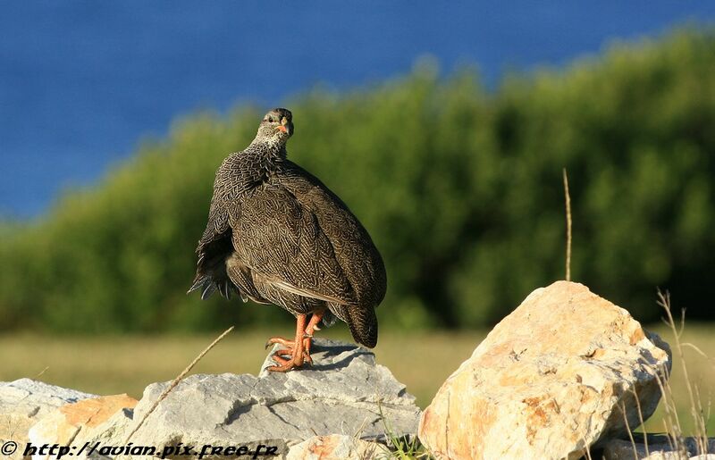 Cape Spurfowladult post breeding