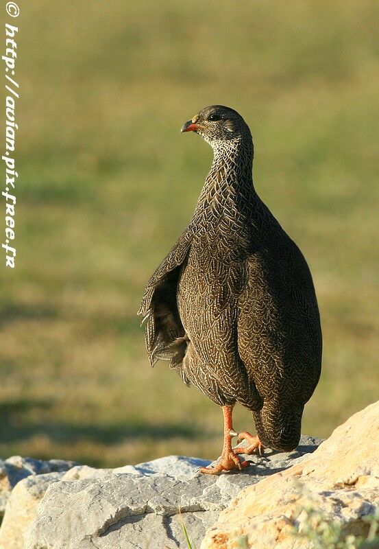 Cape Spurfowladult post breeding