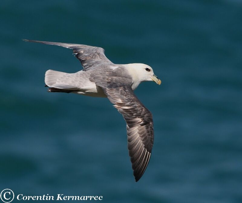 Fulmar boréaladulte nuptial