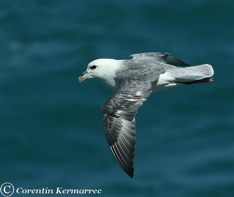 Fulmar boréalimmature