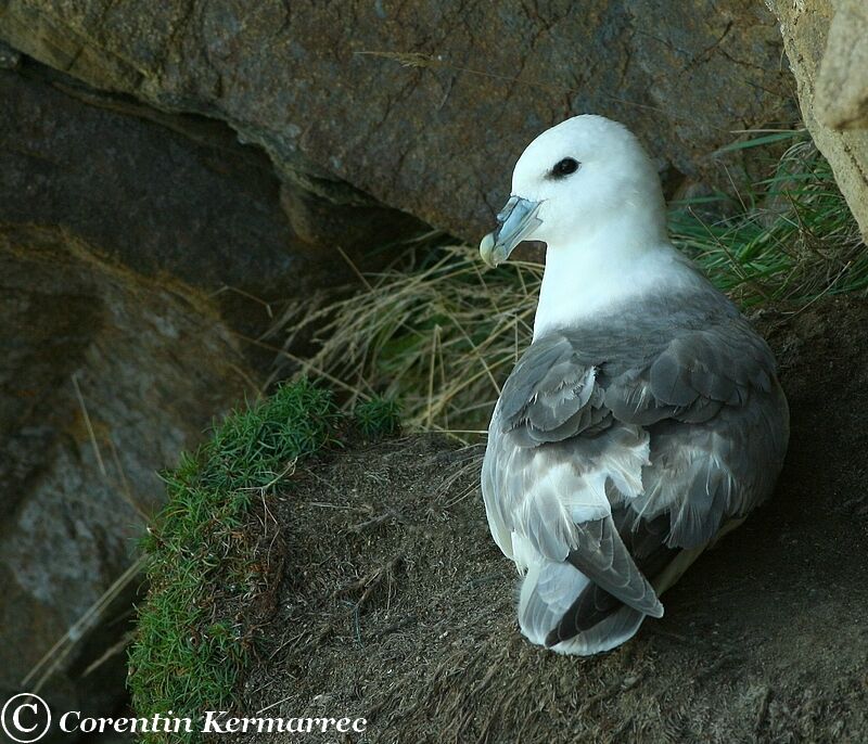 Fulmar boréaladulte nuptial