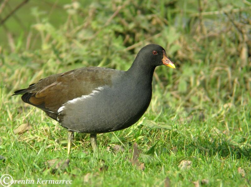 Common Moorhenadult post breeding