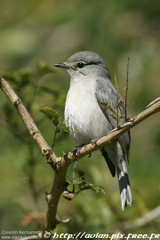 Ashy Flycatcheradult, close-up portrait