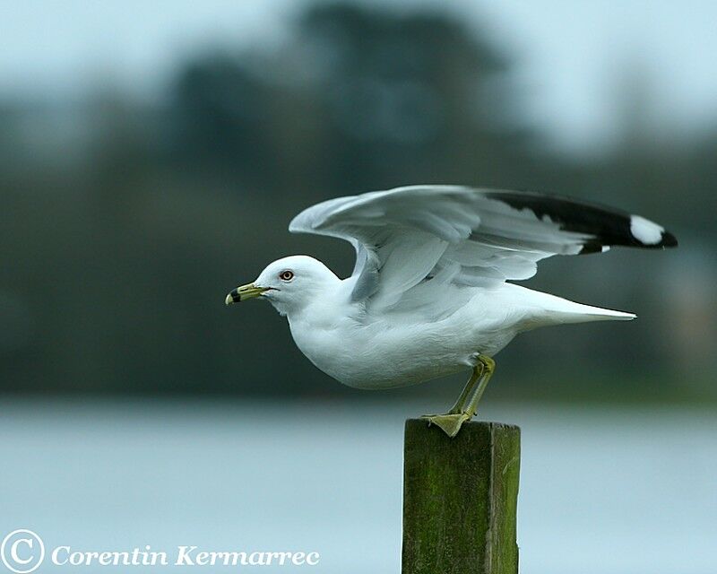 Ring-billed Gulladult breeding