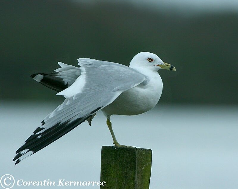 Ring-billed Gulladult breeding