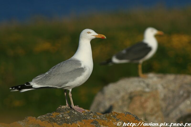 European Herring Gulladult breeding