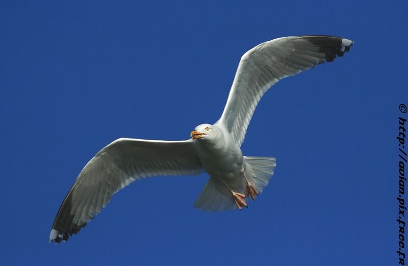 European Herring Gulladult breeding