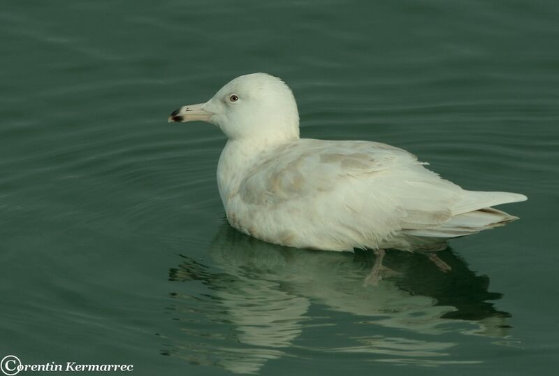 Glaucous GullSecond year