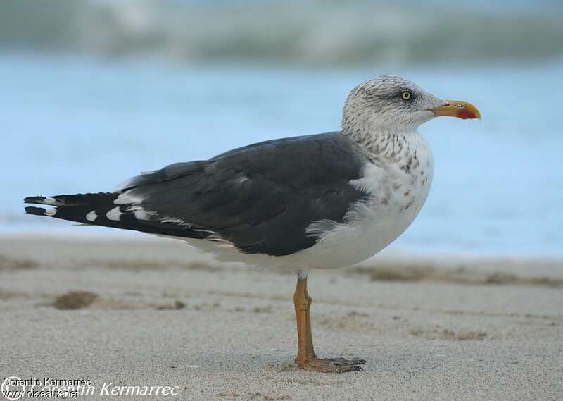 Lesser Black-backed GullFourth year