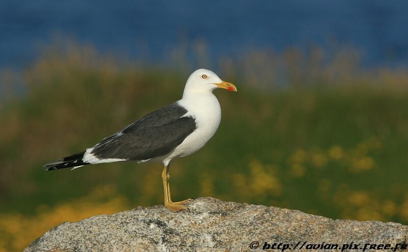 Lesser Black-backed Gulladult breeding, identification