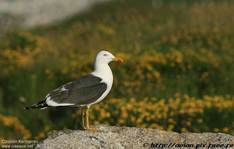 Lesser Black-backed Gulladult breeding, identification