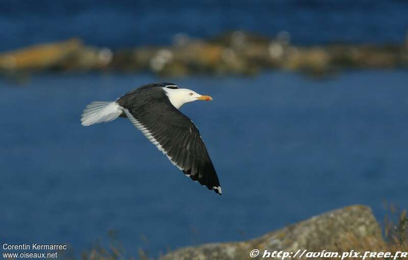 Lesser Black-backed Gulladult breeding, habitat, Flight