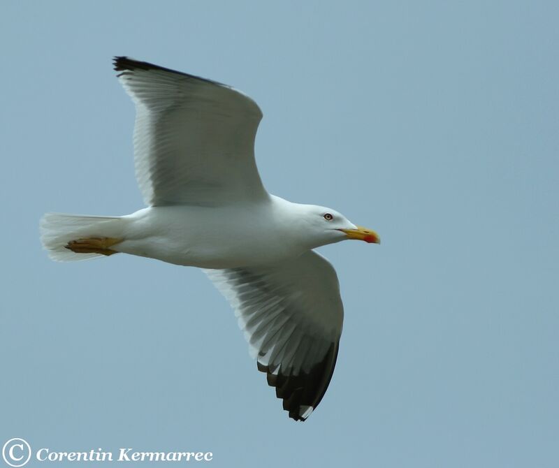 Yellow-legged Gulladult breeding