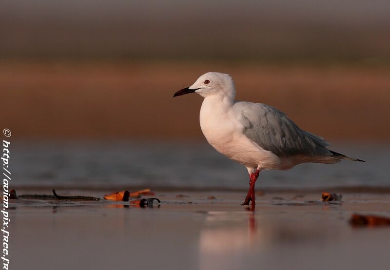 Slender-billed Gulladult breeding, identification