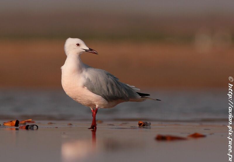 Slender-billed Gulladult breeding