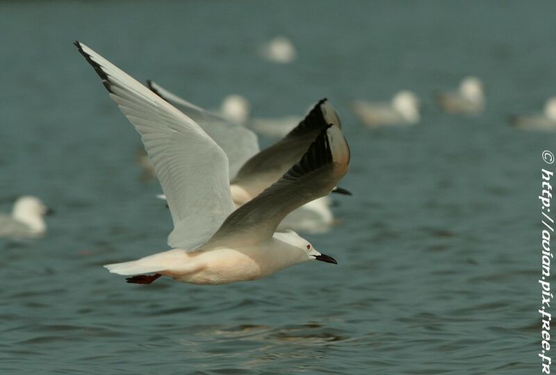 Slender-billed Gulladult breeding