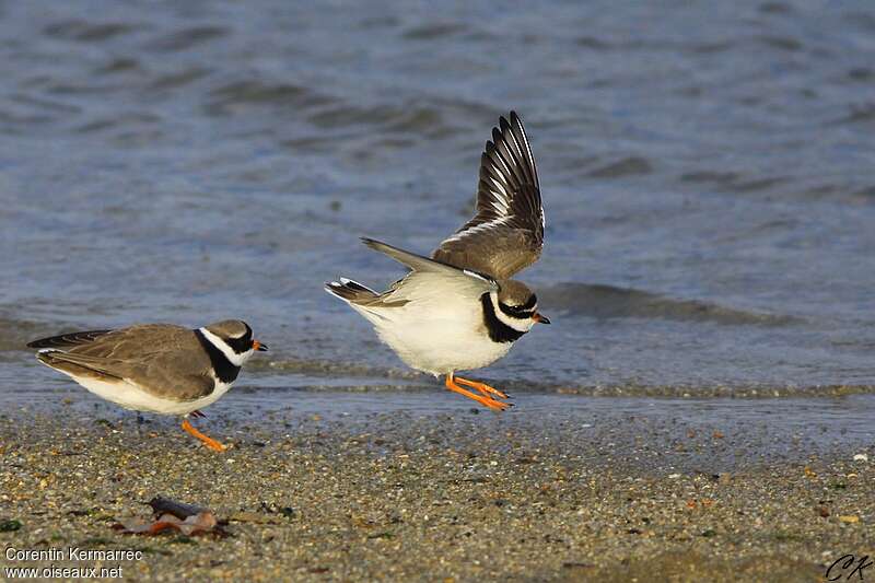 Common Ringed Ploveradult post breeding, Behaviour