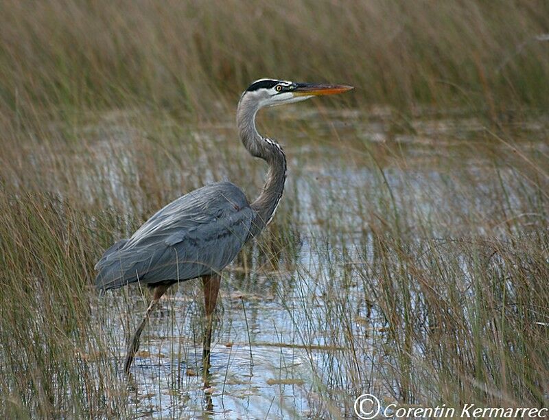 Great Blue Heronadult breeding