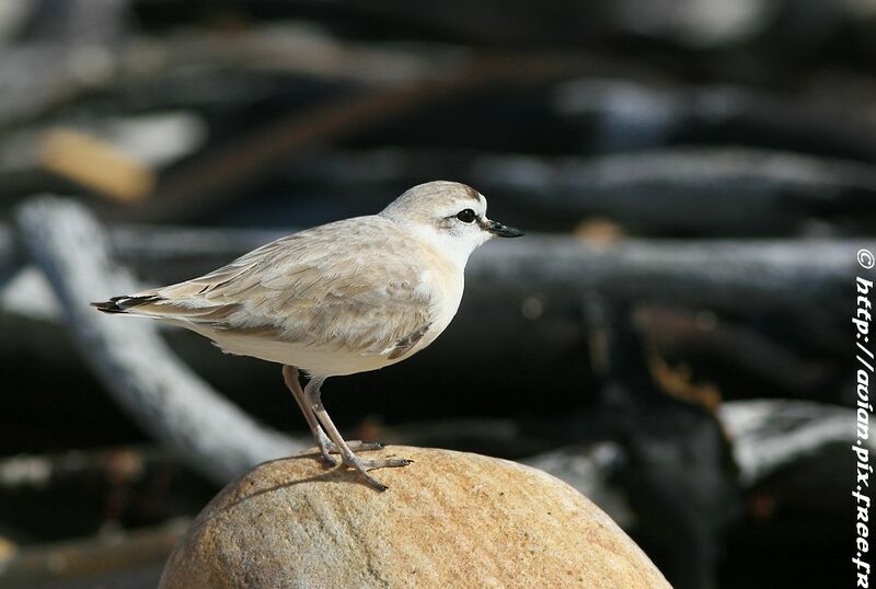 White-fronted Ploveradult post breeding