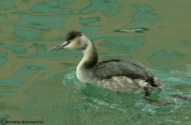 Great Crested Grebeadult post breeding