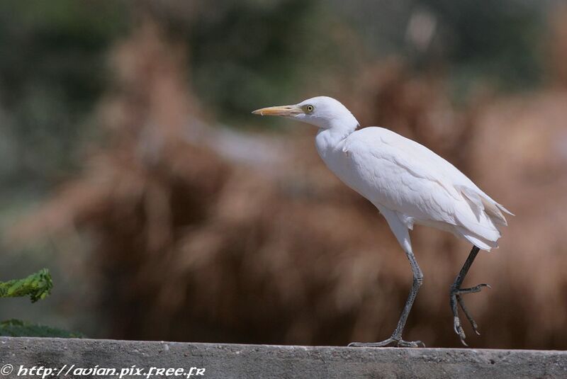 Western Cattle Egretadult post breeding