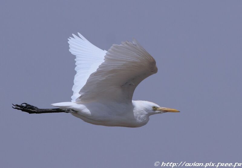 Western Cattle Egretadult post breeding