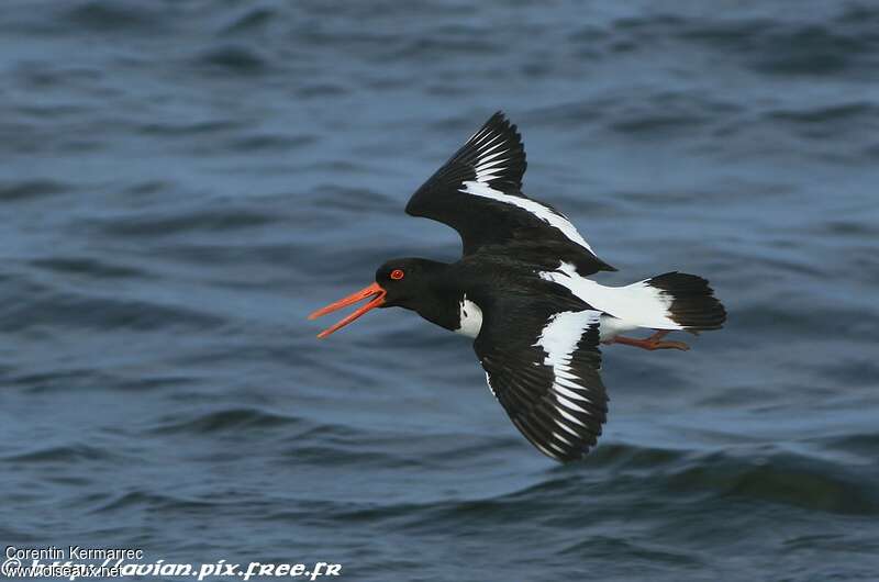 Eurasian Oystercatcheradult breeding, Flight