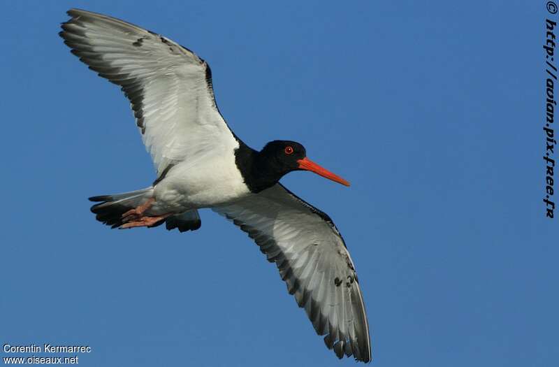 Eurasian Oystercatcheradult breeding, Flight