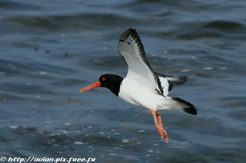 Eurasian Oystercatcheradult breeding