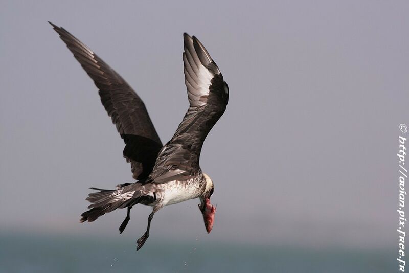 Pomarine Jaeger