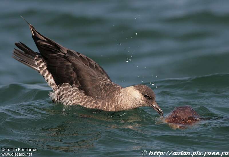 Pomarine Jaegerimmature, eats