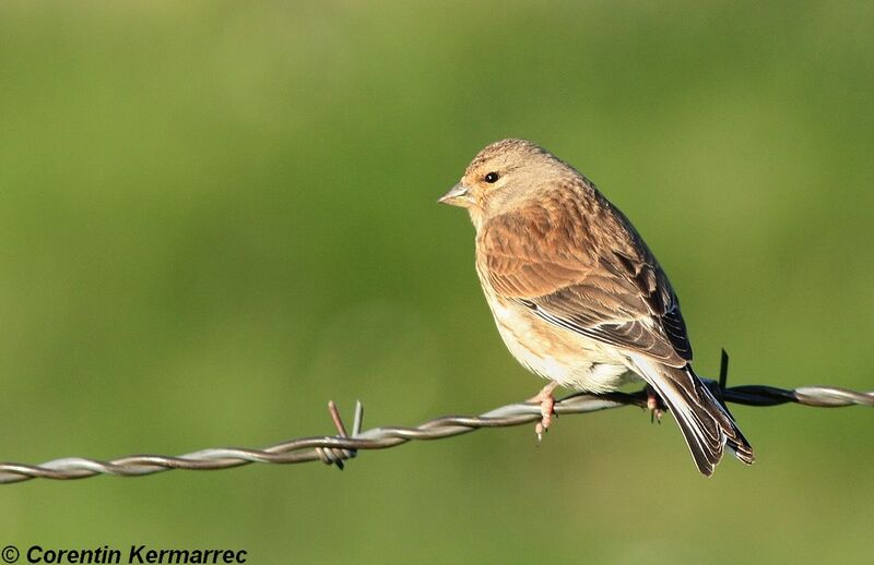 Linotte mélodieuse femelle adulte nuptial