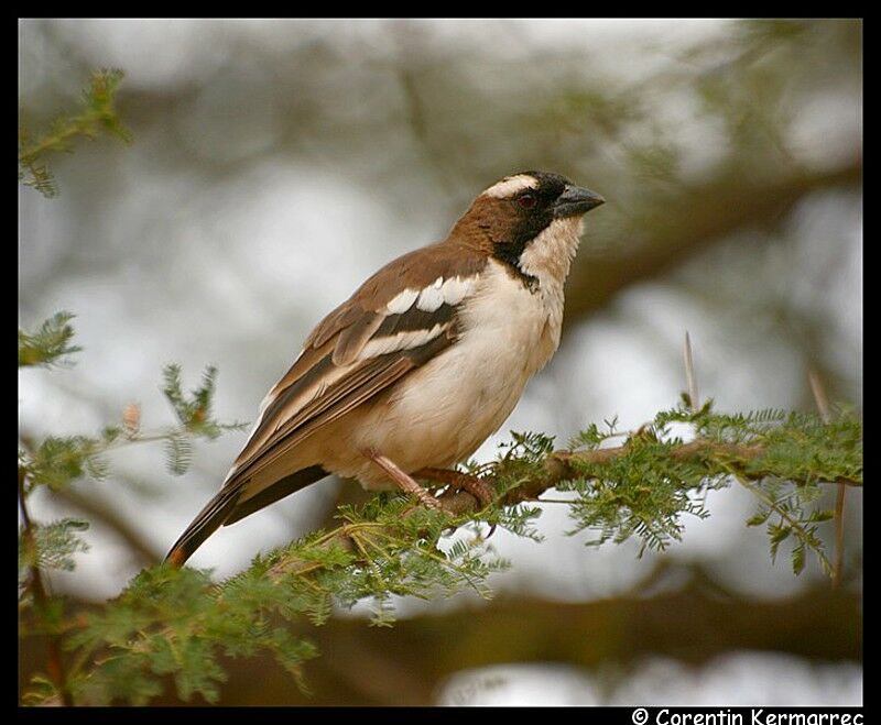 White-browed Sparrow-Weaveradult breeding