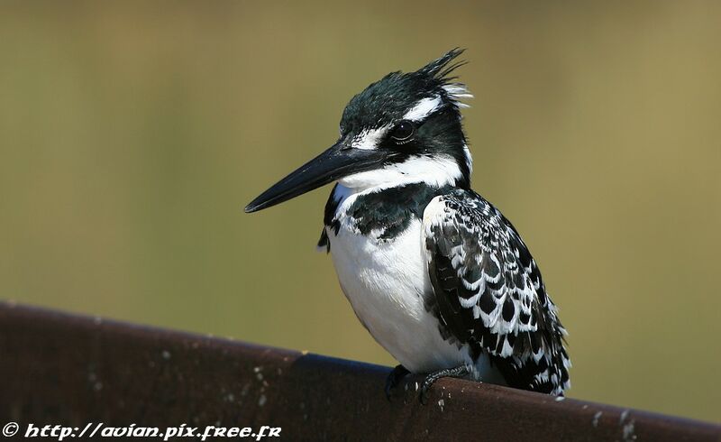 Pied Kingfisheradult post breeding, identification