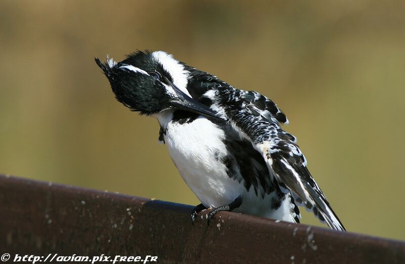 Pied Kingfisheradult post breeding