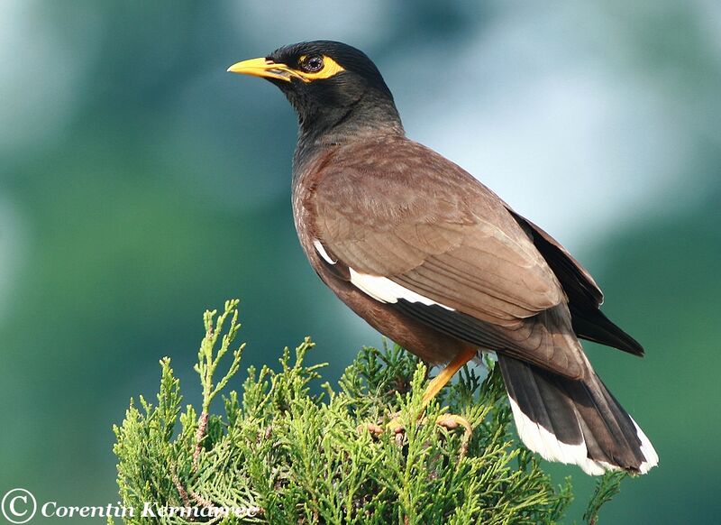 Common Mynaadult breeding