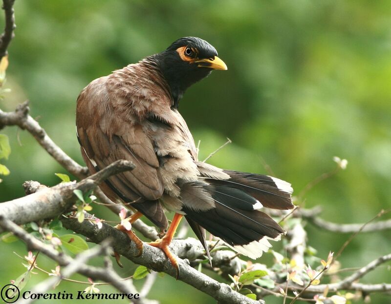 Common Mynaadult breeding