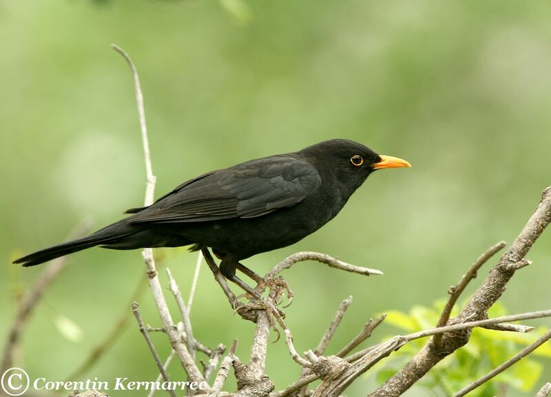 Common Blackbird male adult breeding