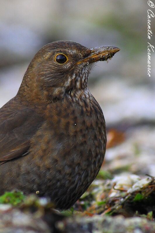 Common Blackbird female adult post breeding