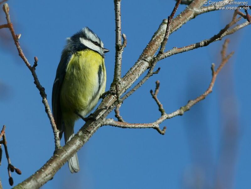 Eurasian Blue Titadult breeding