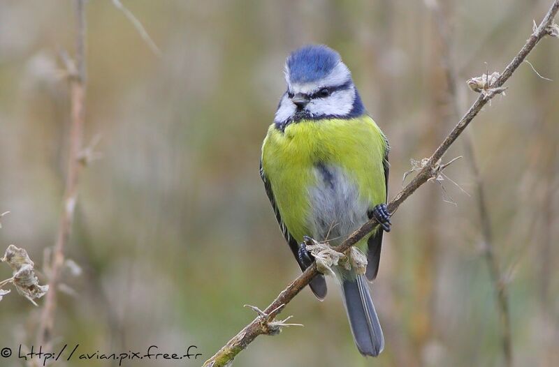 Eurasian Blue Titadult post breeding, identification