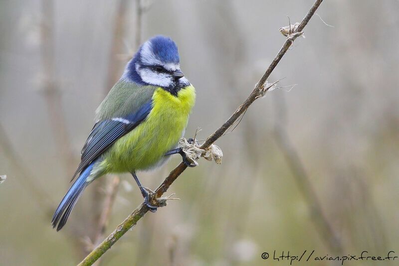 Eurasian Blue Titadult post breeding, identification