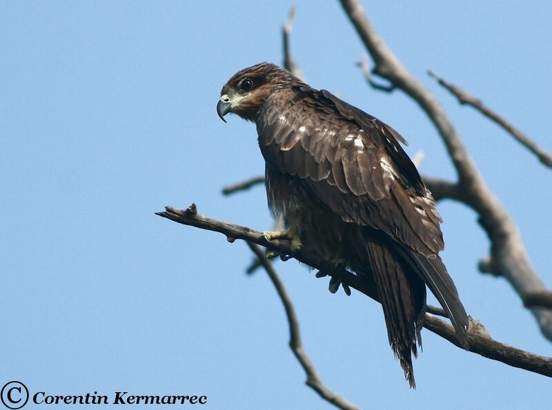 Black Kiteadult breeding