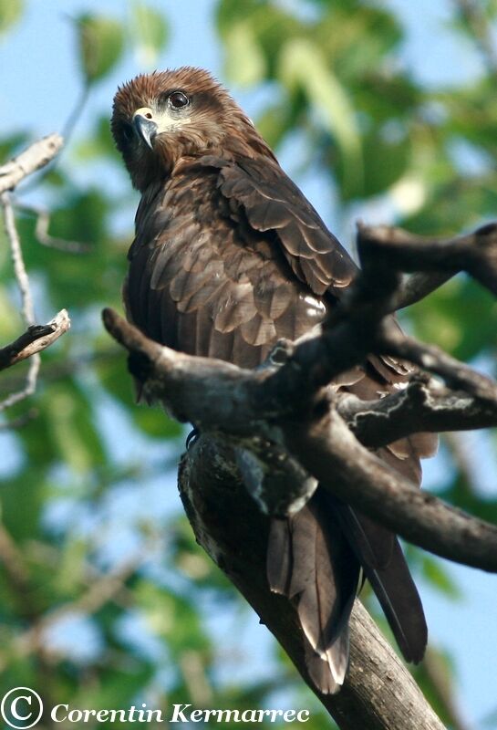 Black Kiteadult breeding