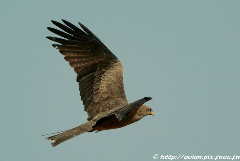 Black Kiteadult breeding