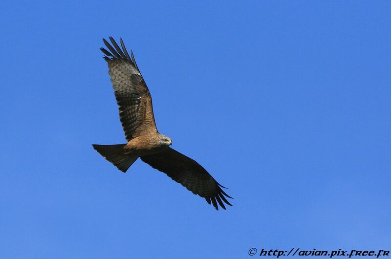 Black Kiteadult breeding